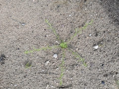 Corispermum intermedium