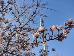 Prunus × yedoensis