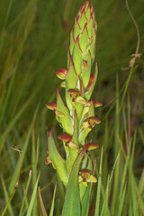 Disa brevicornis