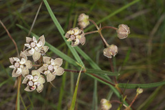 Asclepias cucullata cucullata