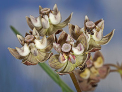 Asclepias cucullata cucullata