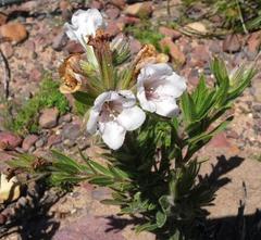 Lobostemon marlothii