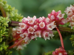 Cuscuta europaea