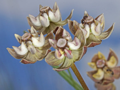 Asclepias cucullata cucullata