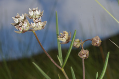 Asclepias cucullata cucullata