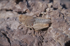Prionotropis hystrix