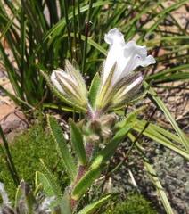 Lobostemon marlothii