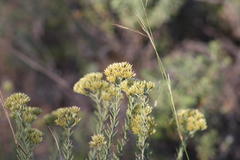 Helichrysum callicomum
