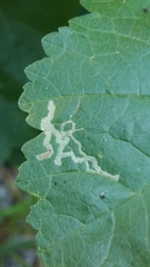 Phytomyza horticola