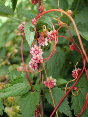 Cuscuta europaea