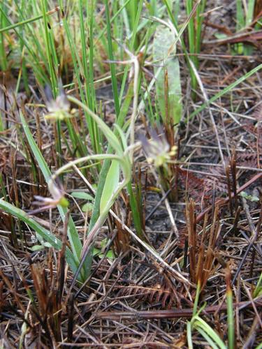Ornithoglossum viride (Ornithoglossum viride)