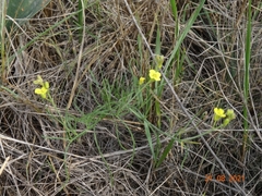 Sisymbrium polymorphum