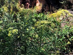 Cassinia straminea