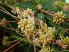 Cuscuta europaea