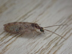 Sympherobius pygmaeus