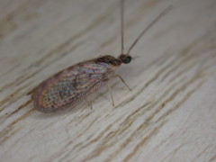 Sympherobius pygmaeus