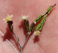 Lachnaea laniflora