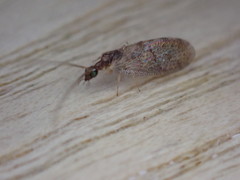 Sympherobius pygmaeus