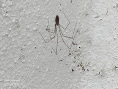 Smeringopus pallidus