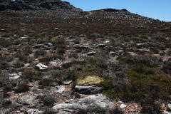 Lachnaea laniflora