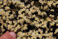 Lachnaea laniflora
