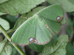 Comibaena procumbaria