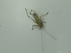 Entomophaga grylli