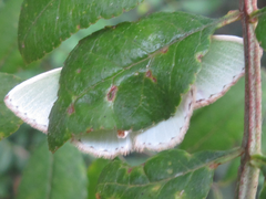 Comibaena procumbaria