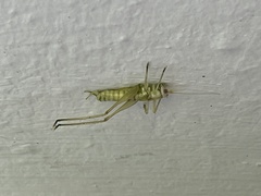 Entomophaga grylli