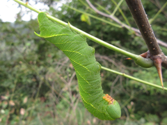 Clanis bilineata