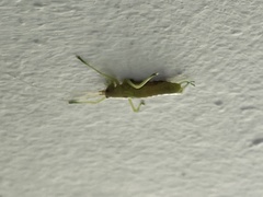 Entomophaga grylli