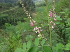 Indigofera bungeana
