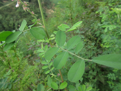Indigofera bungeana