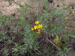 Lasiosiphon meisnerianus