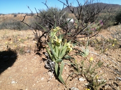 Ferraria macrochlamys