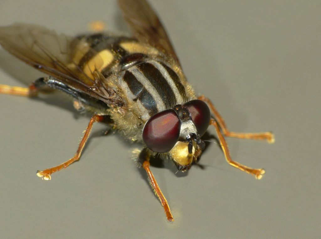 Three-lined Hover Fly