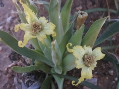 Ferraria macrochlamys