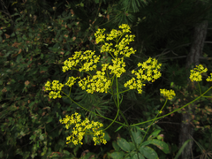 Patrinia scabiosifolia