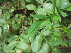 Patrinia scabiosifolia
