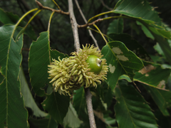 Quercus variabilis