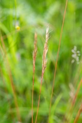 Helictotrichon desertorum