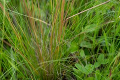 Helictotrichon desertorum