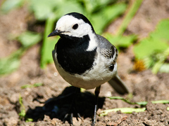 Motacilla alba