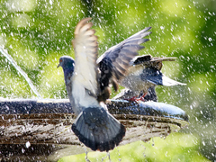 Columba livia domestica