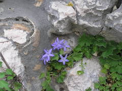 Campanula fenestrellata