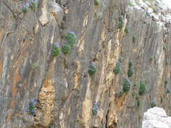 Campanula fenestrellata