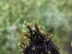 Scorpidium cossonii