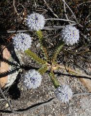 Lachnaea pomposa