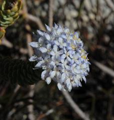 Lachnaea pomposa