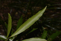 Endiandra virens